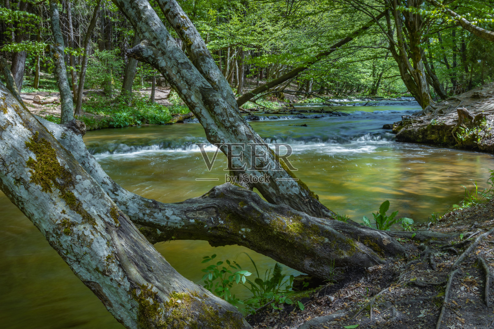 波兰Roztoczanski国家公园，索波特河，Nad Tanwia自然保护区照片摄影图片