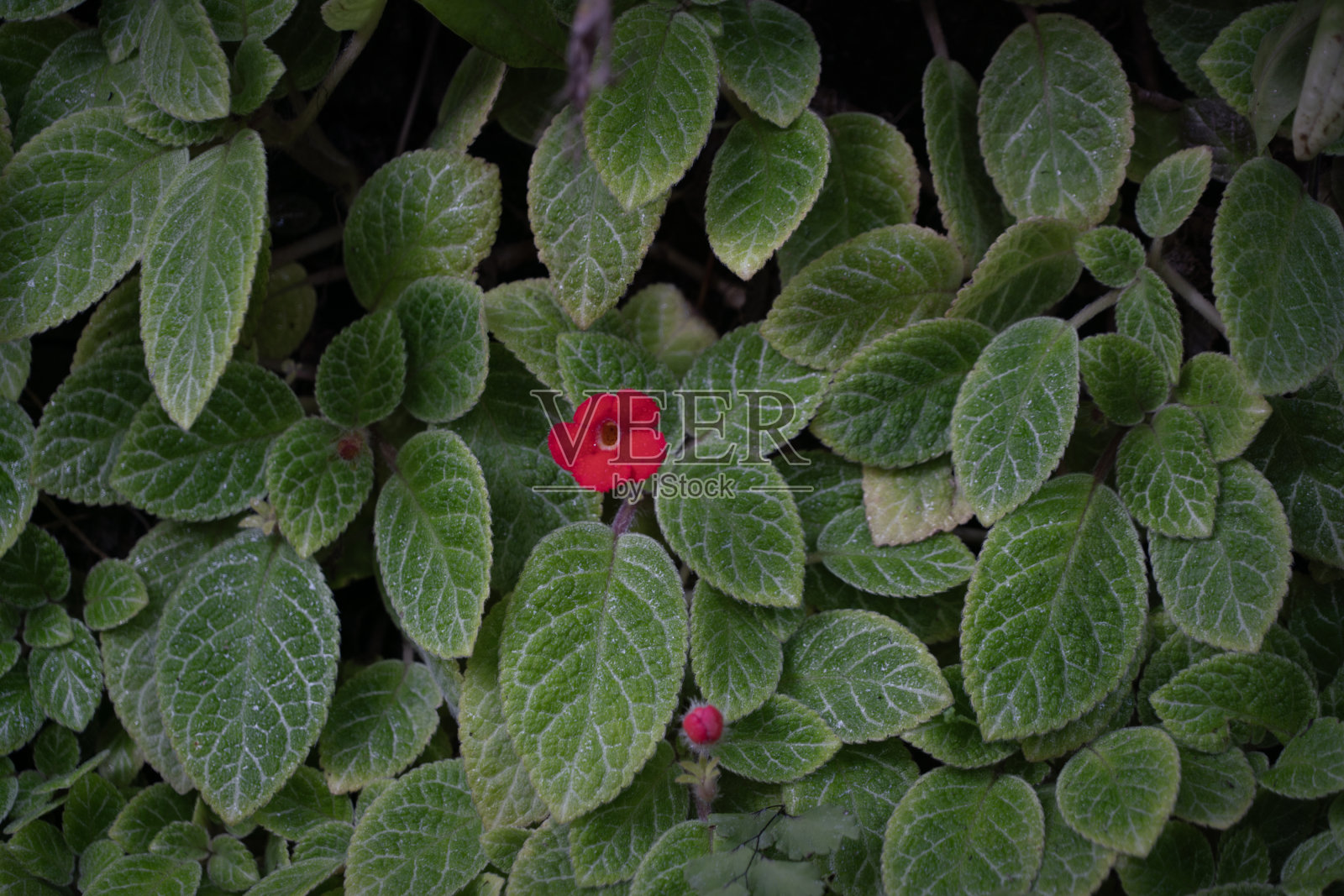 红色的花为自然背景。照片摄影图片
