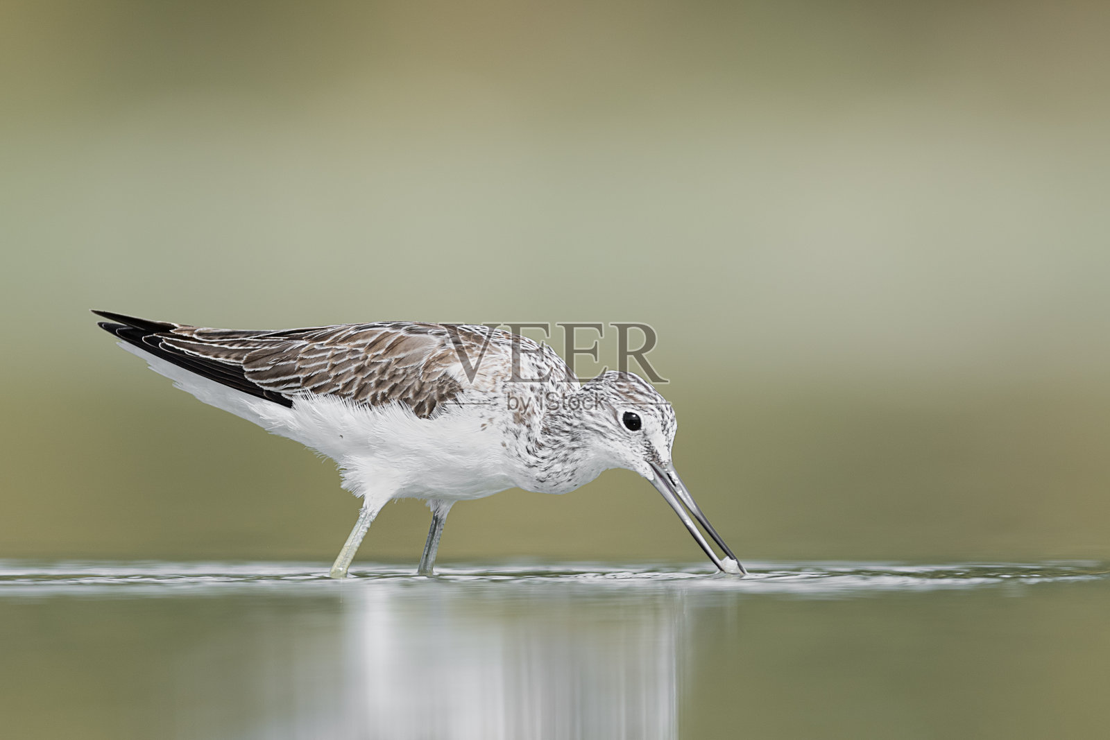 在浅水区狩猎，常见的绿脚鱼(绿脚鱼)照片摄影图片
