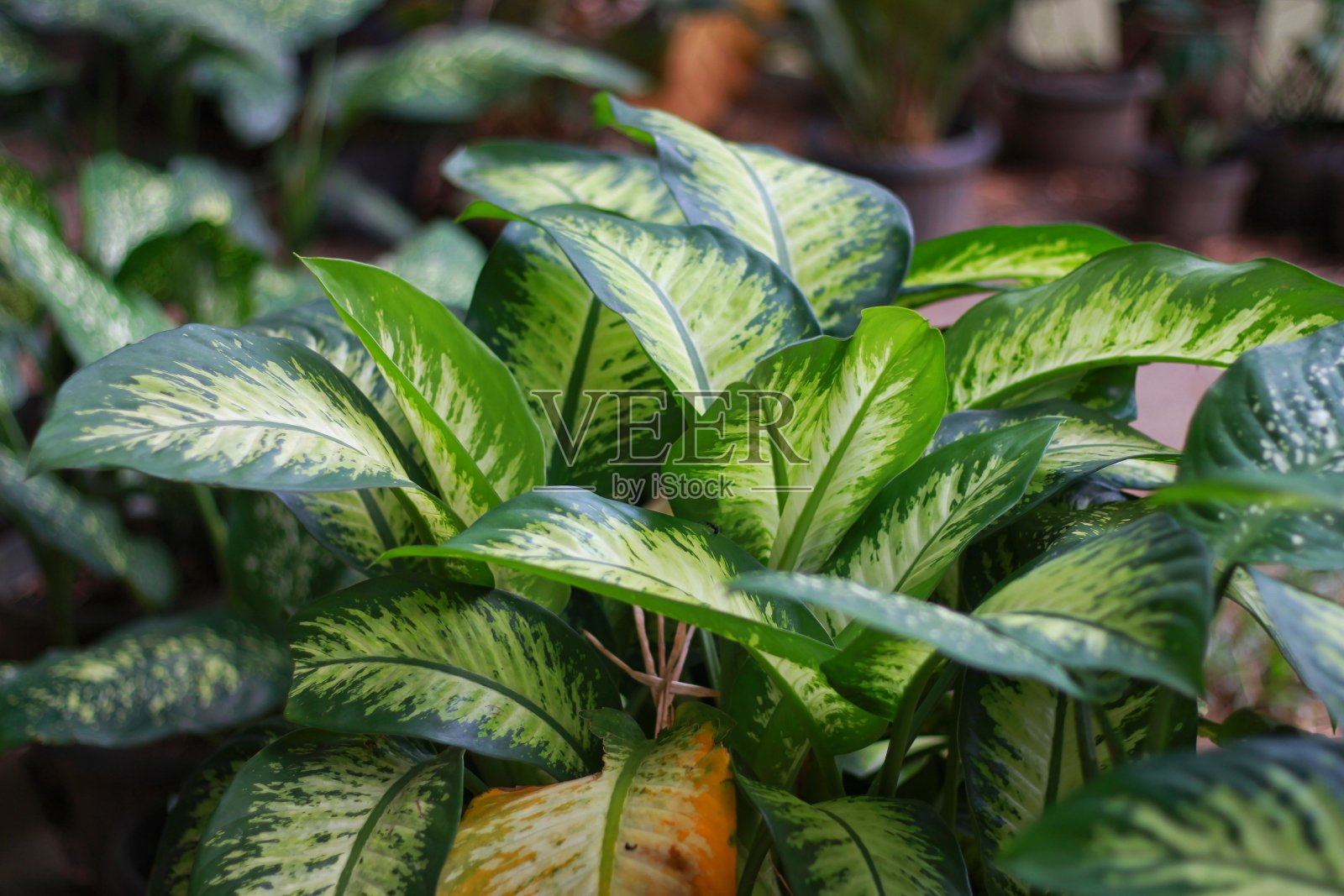 紫花莲，紫花莲，或紫花莲或“斯里福”照片摄影图片