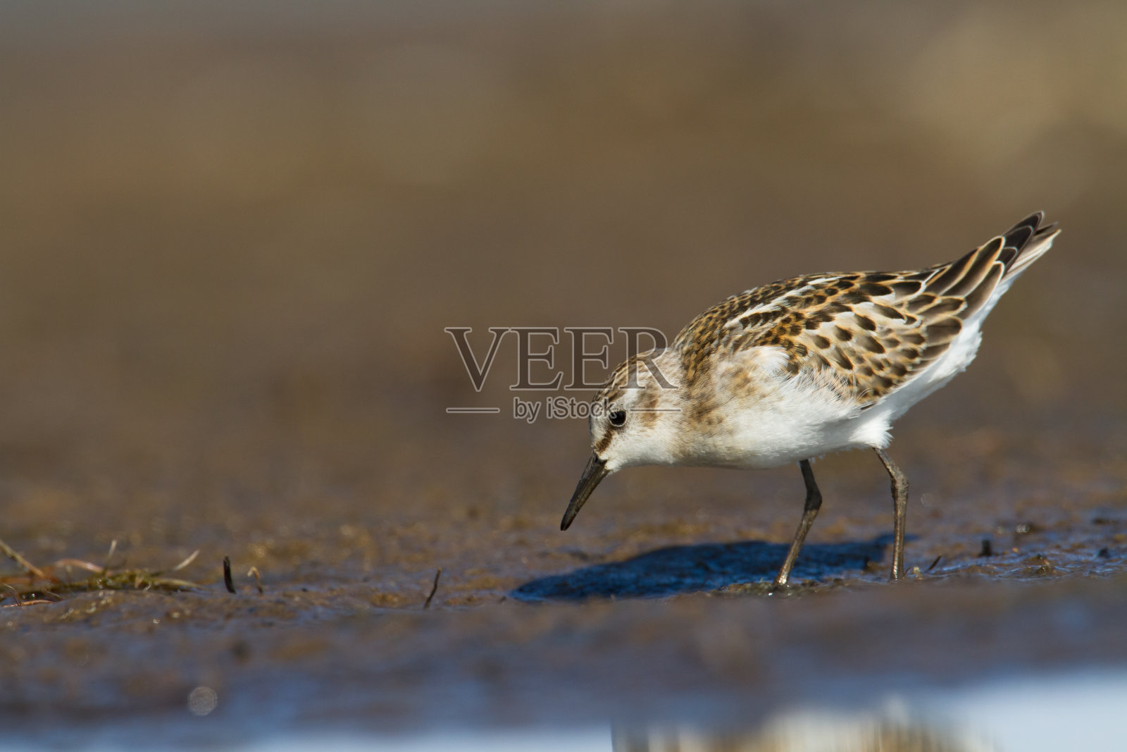海滩上的小滨鸟，野生动物波兰欧洲，波罗的海候鸟照片摄影图片