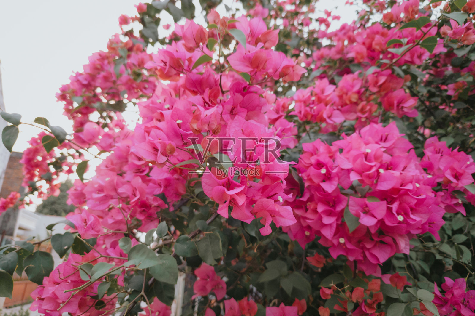 纸花植物照片摄影图片