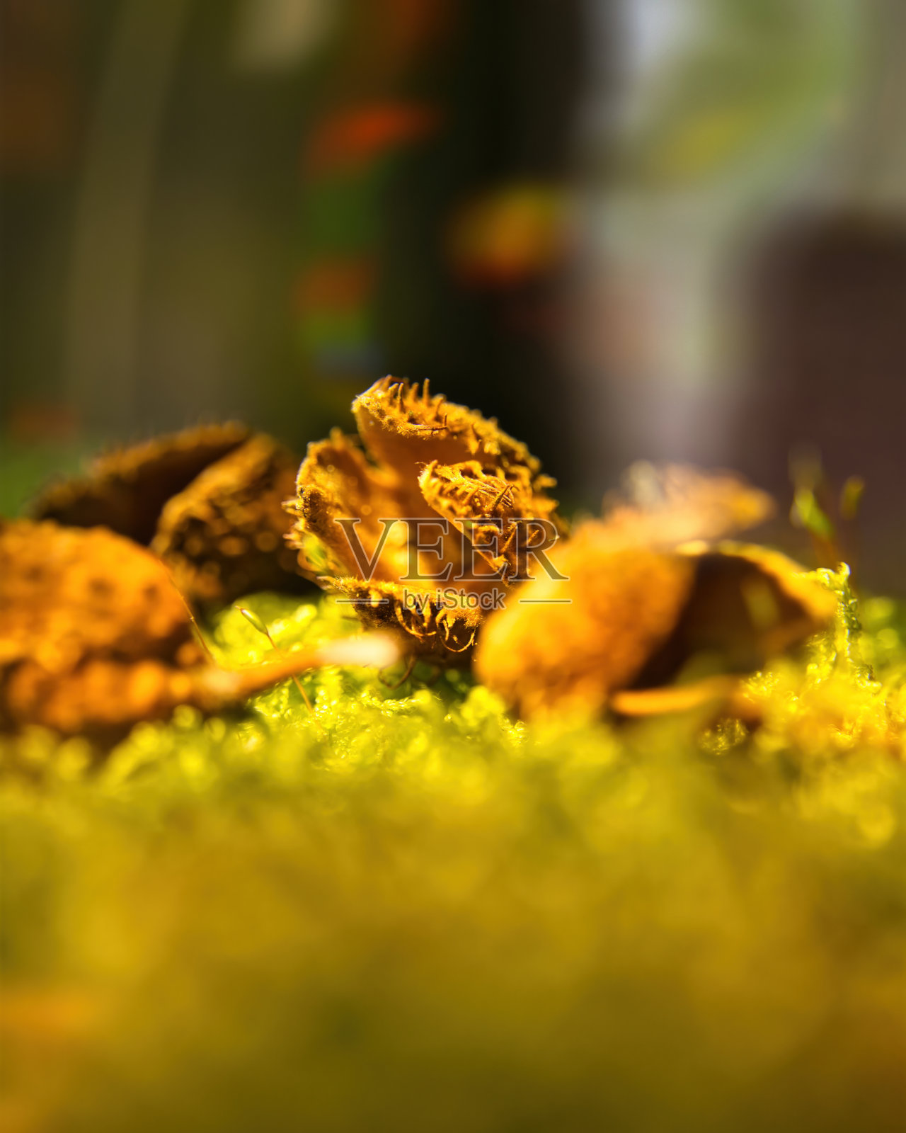 蘑菇和其他森林水果照片摄影图片