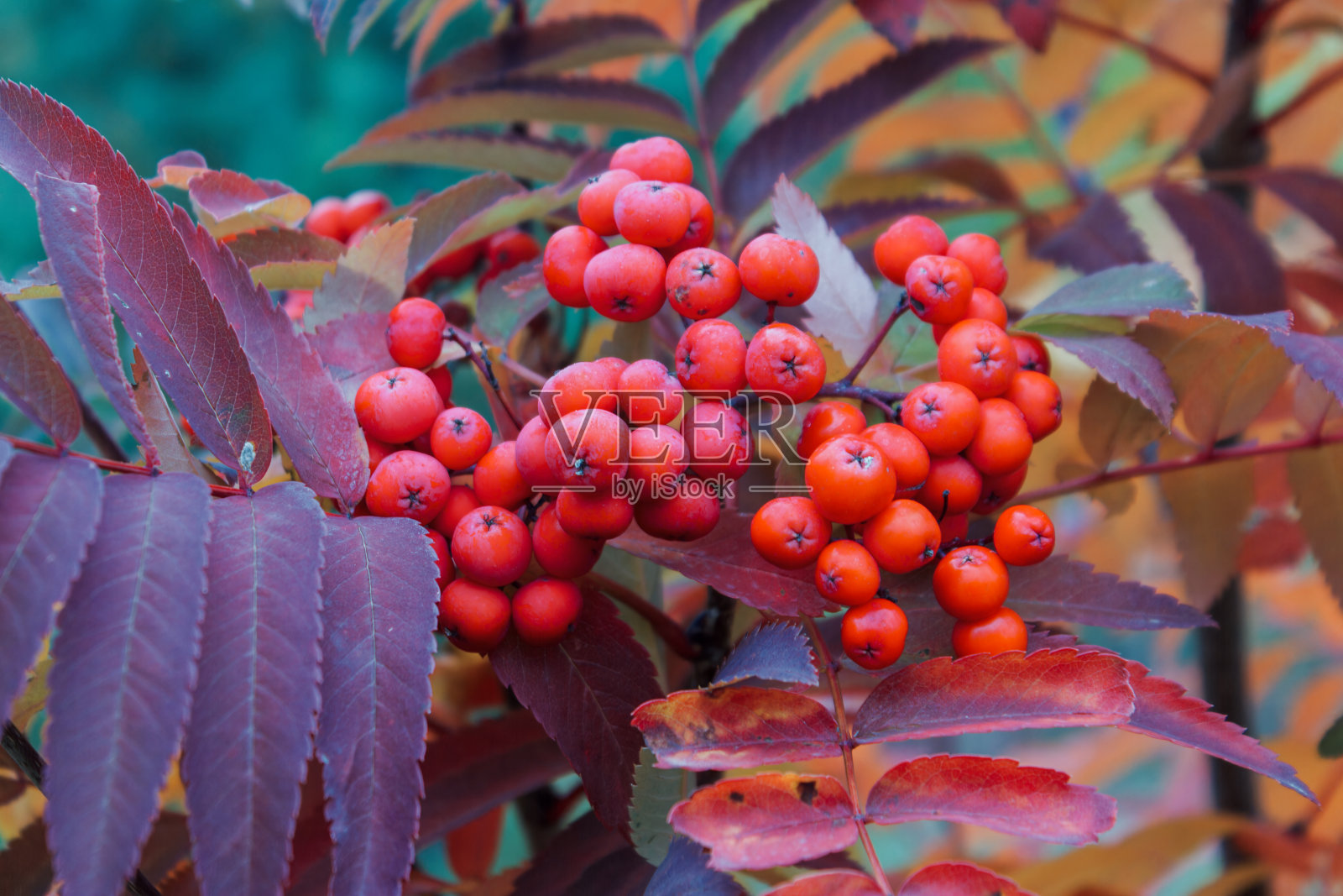 蔷薇状枝，具羽状叶，成熟果实鲜红，选择性集中。鸟类的食物，近距离。照片摄影图片
