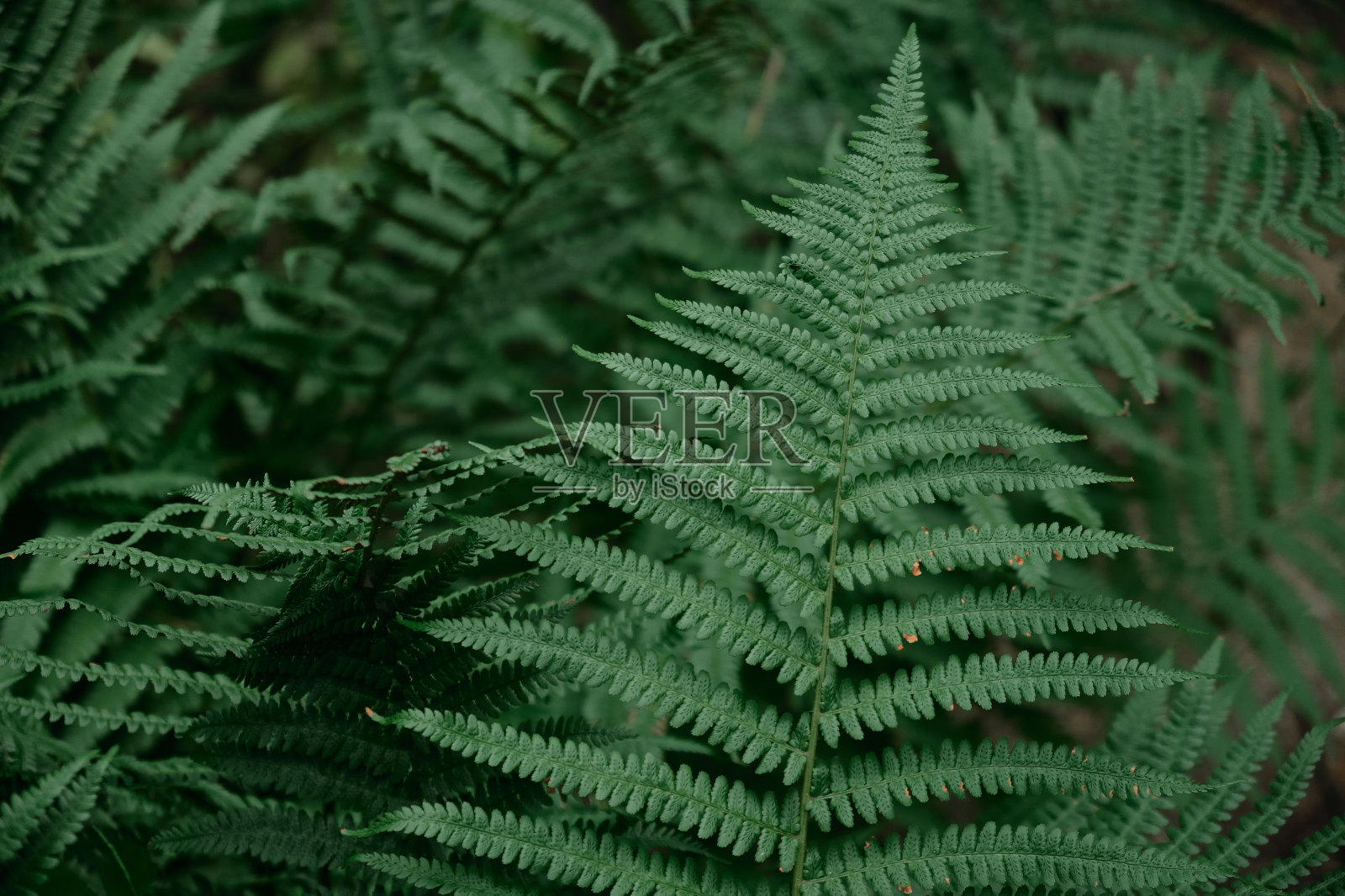 暗背景下分离的蕨类植物叶片的选择性聚焦。天然蕨类植物的叶子图案。美丽的蕨类植物的叶子是绿色的。天然花蕨。照片摄影图片