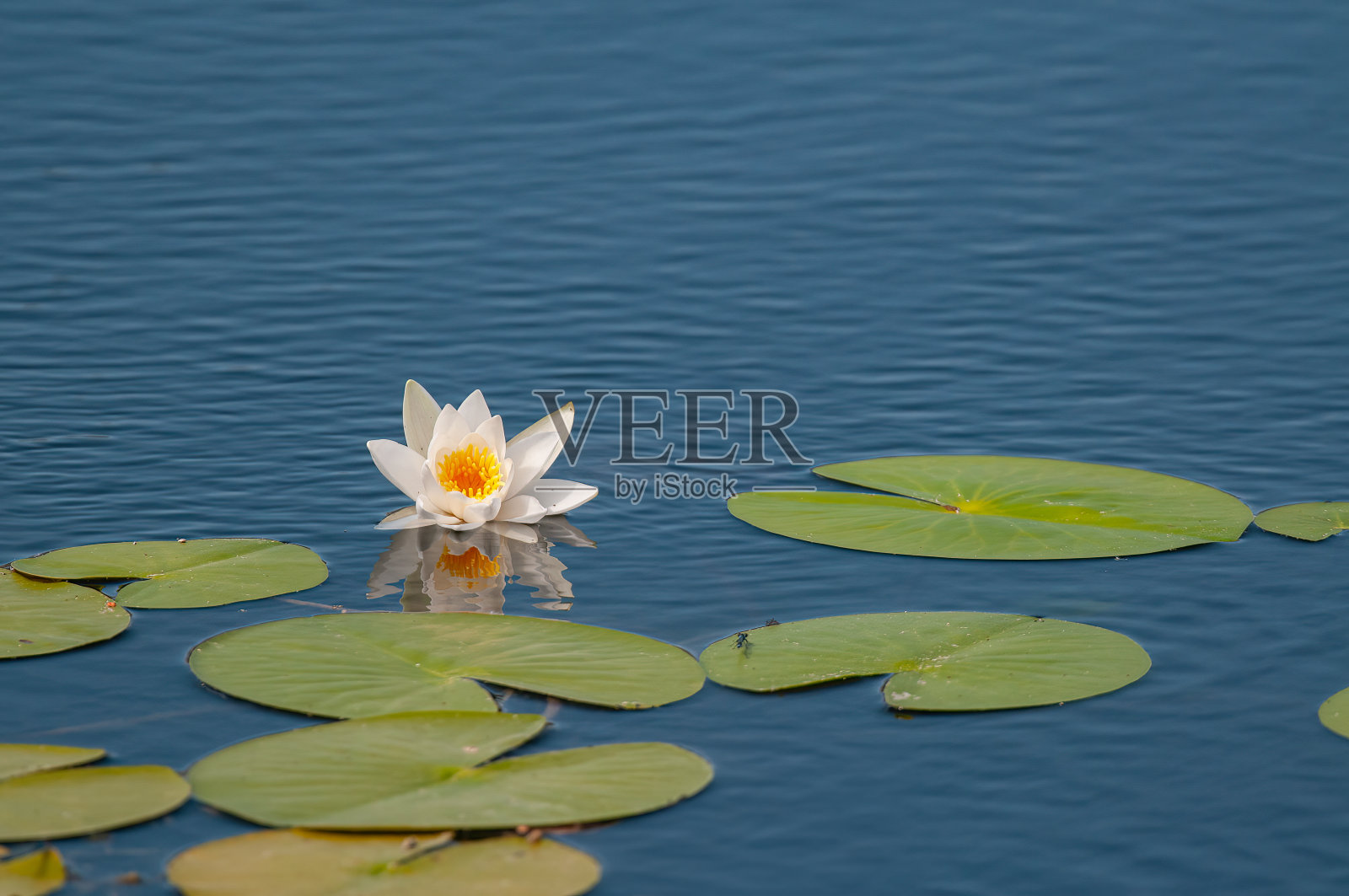 美丽的白莲花，在池塘里的绿叶。照片摄影图片