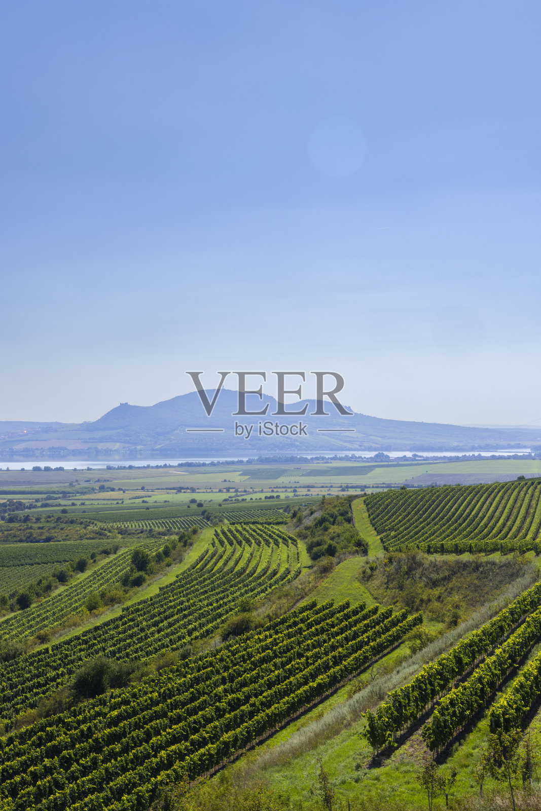 捷克共和国南部摩拉维亚帕拉瓦的葡萄园照片摄影图片