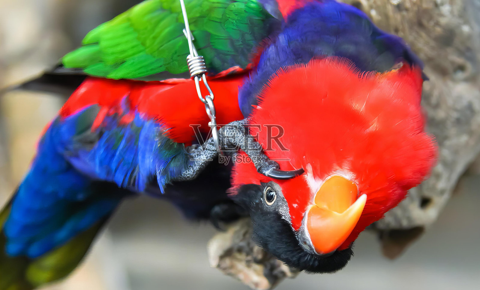 一张彩色鸟的照片，红色的喙和绿色的翅膀，有两只彩色的鸟坐在一起的树枝上。照片摄影图片