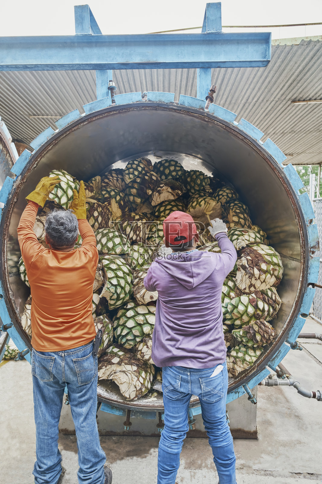 工厂院子里的龙舌兰山正准备烹饪照片摄影图片