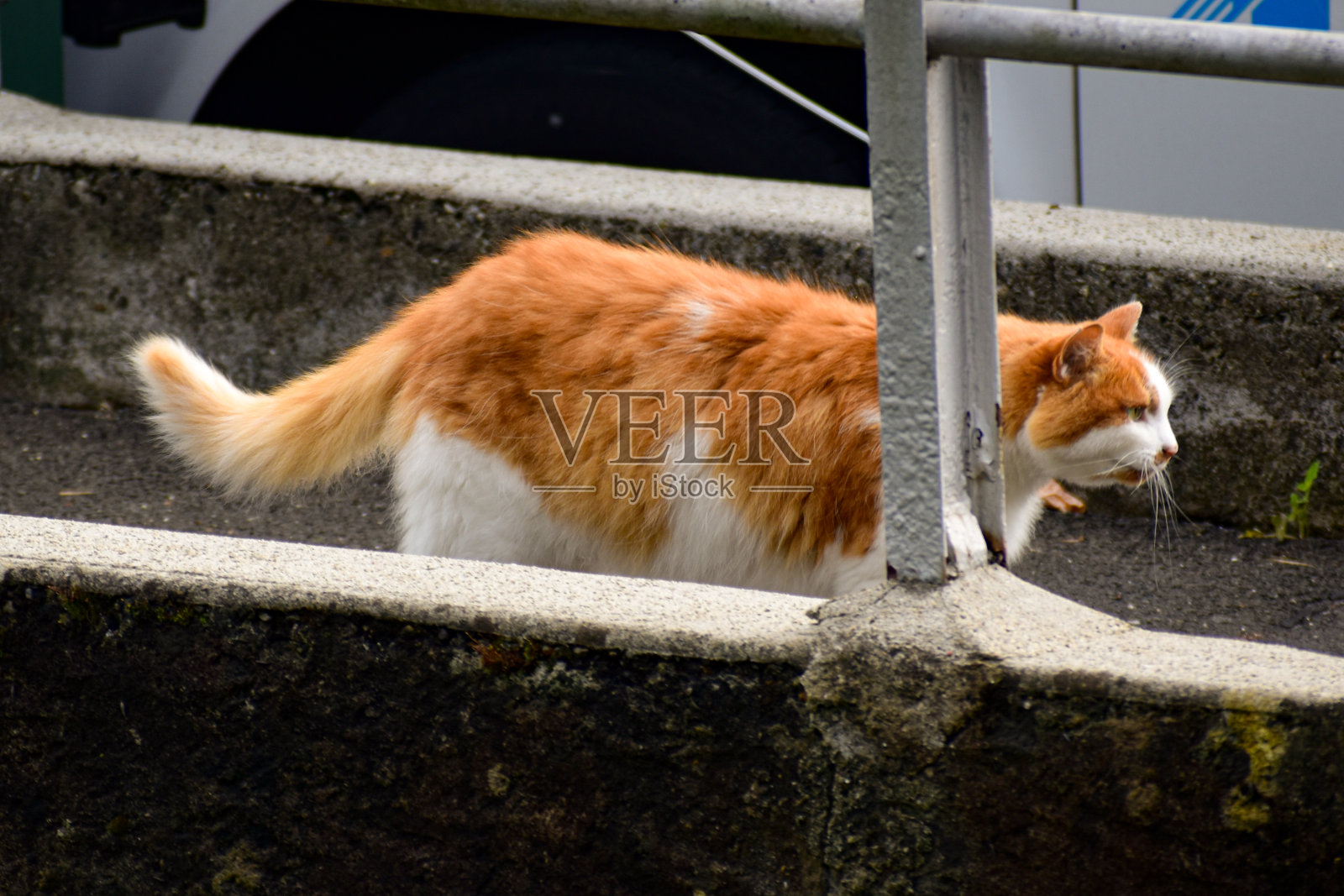 猫照片摄影图片