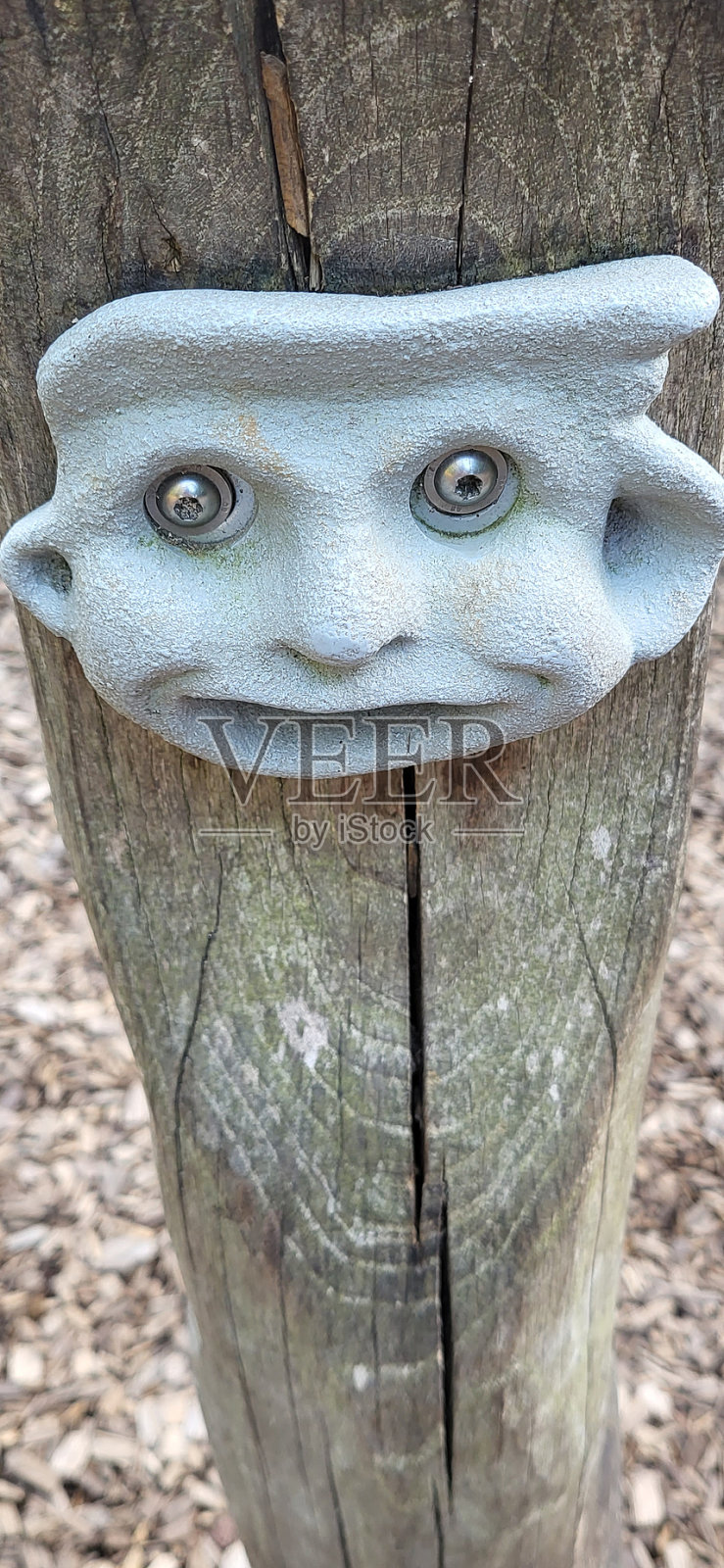 花园的花照片摄影图片