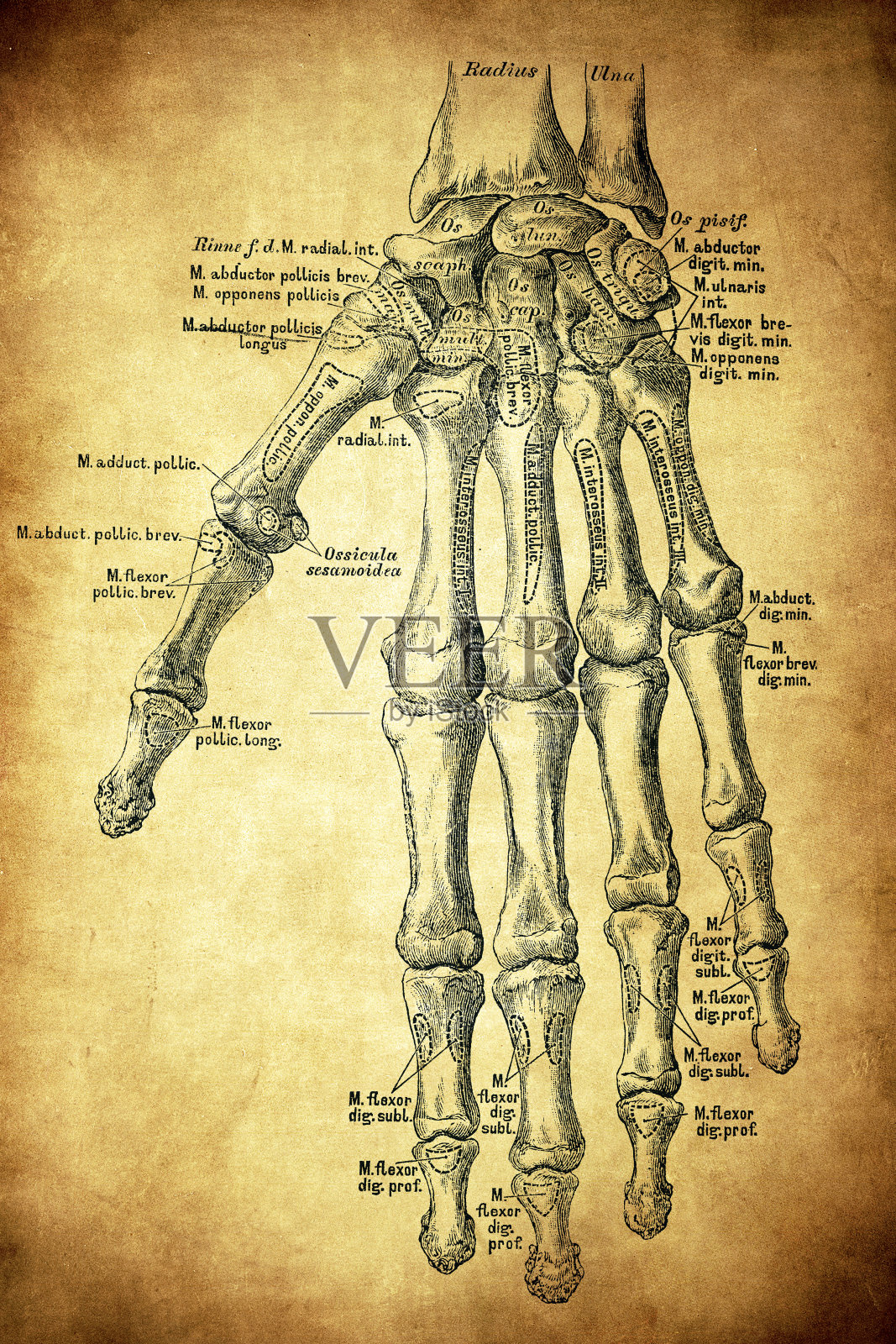 手的骨头插画图片素材