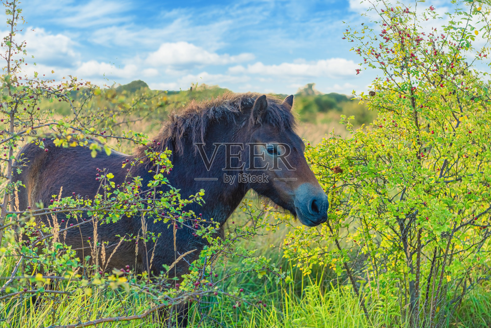 棕色漂亮的大马在绿色的草地上吃树上的叶子。丹麦哥本哈根照片摄影图片