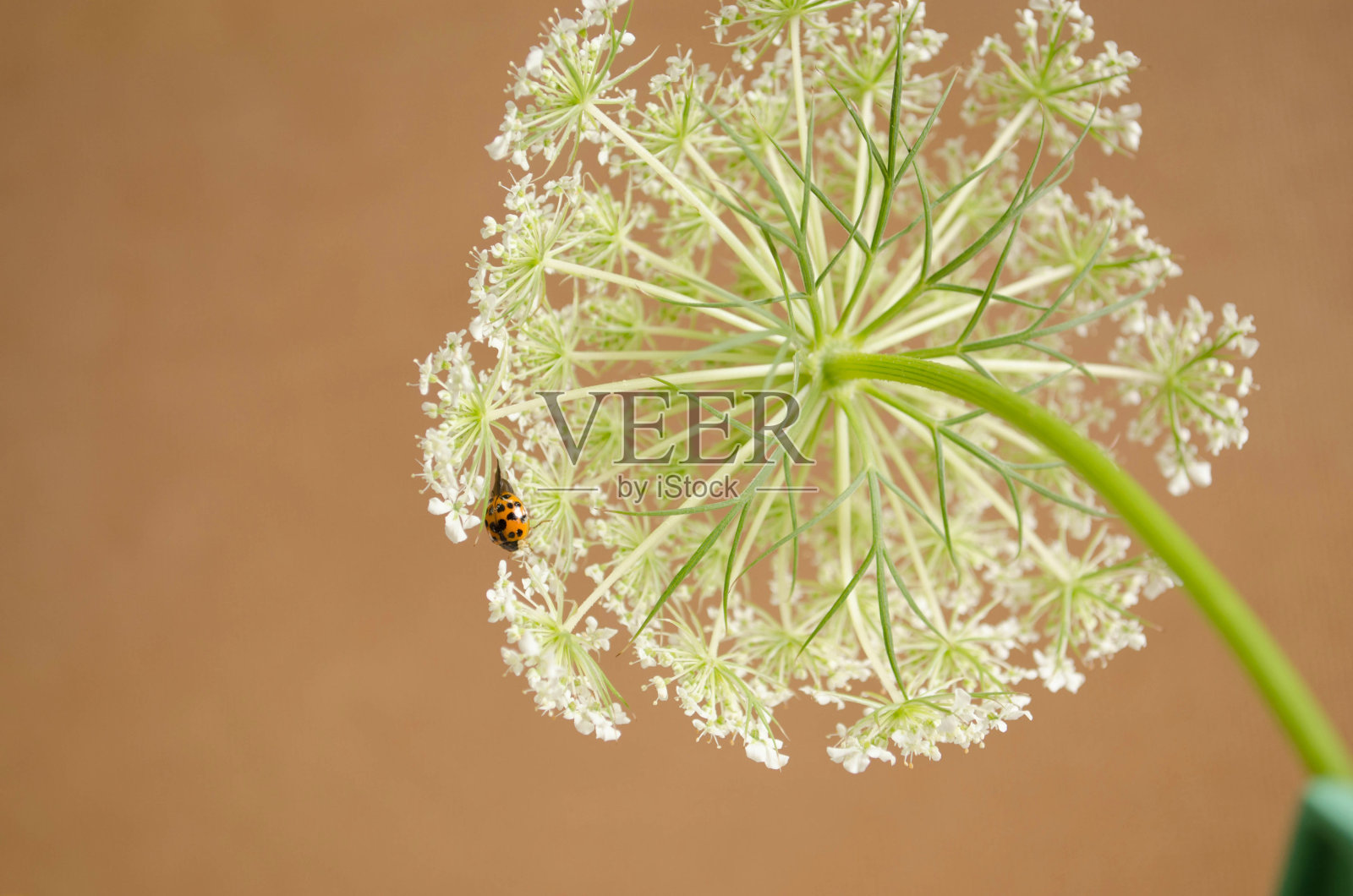 花园里的花很漂亮照片摄影图片