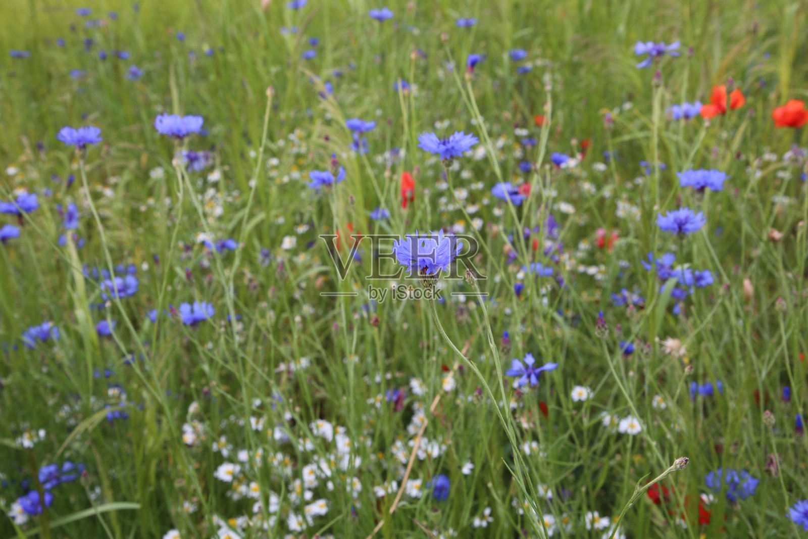 鲜花草甸照片摄影图片