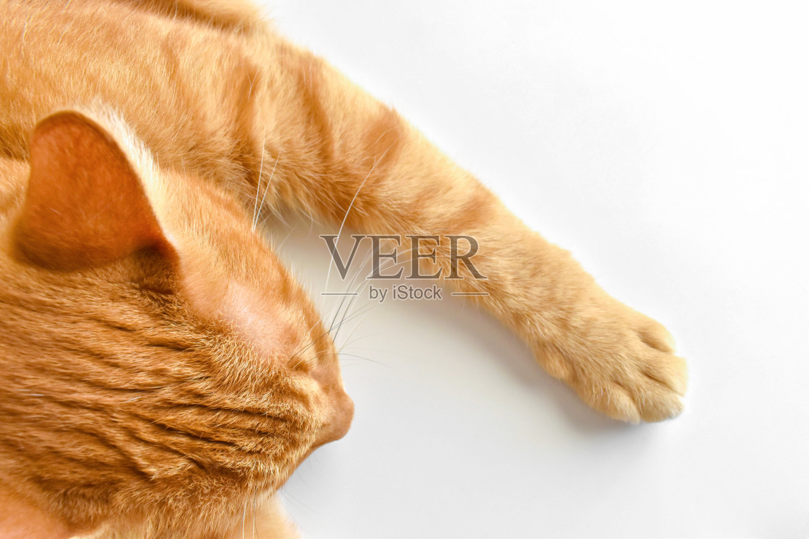 姜黄色的猫在家里的桌子上睡觉。快乐的虎斑猫在房子里休息。照片摄影图片