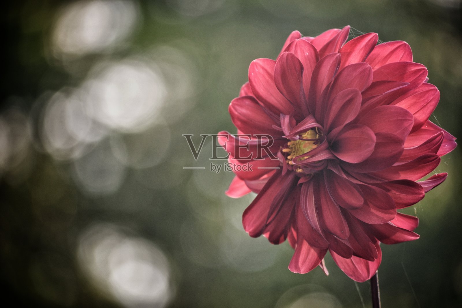 罗特·布莱斯特·戴利照片摄影图片