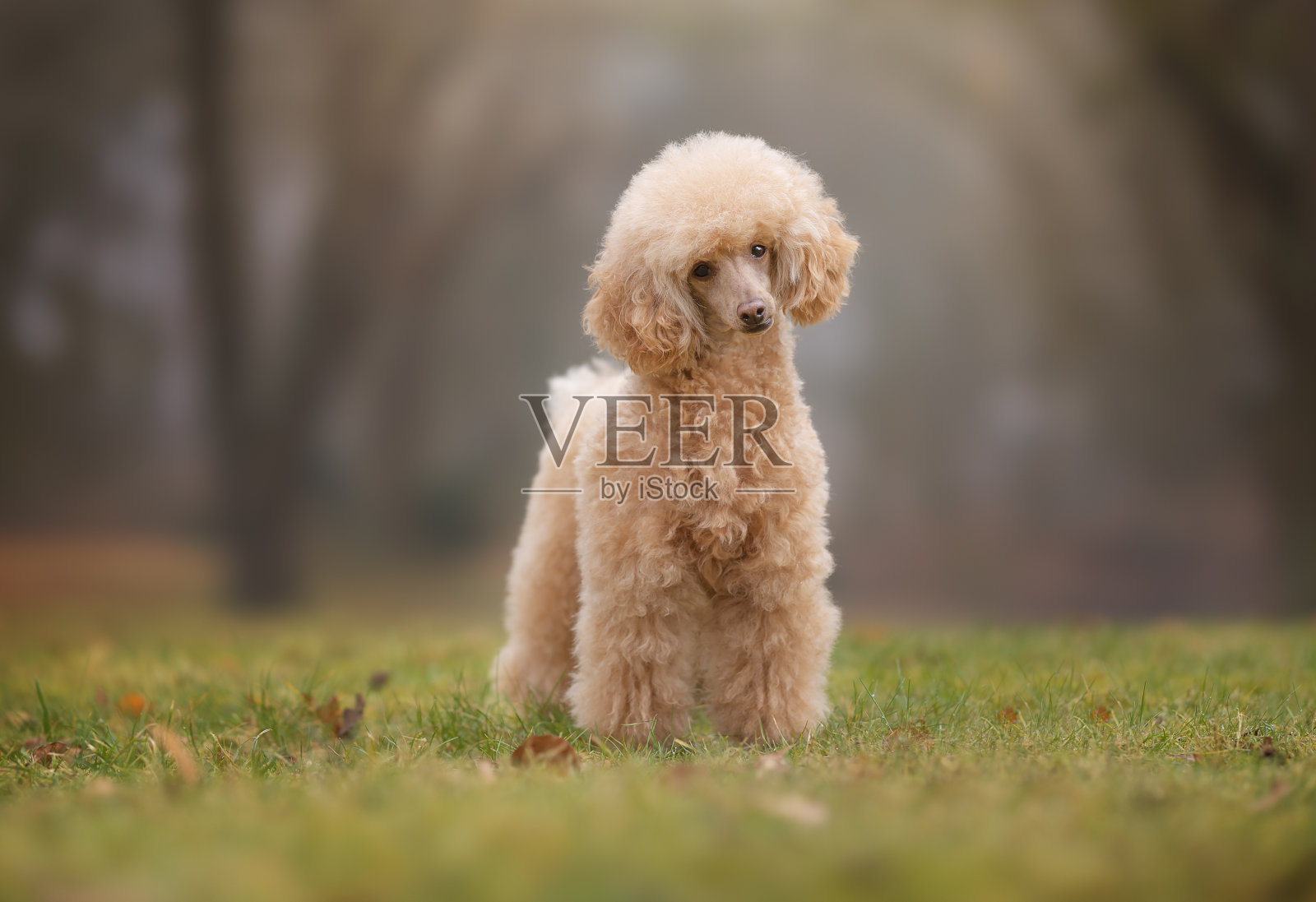 漂亮的狗照片摄影图片