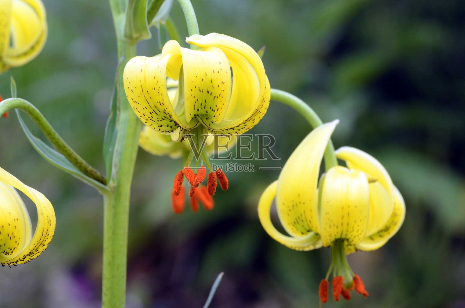 美丽的比利牛斯山百合植物(比利牛斯百合)，有黄色的花朵照片摄影图片