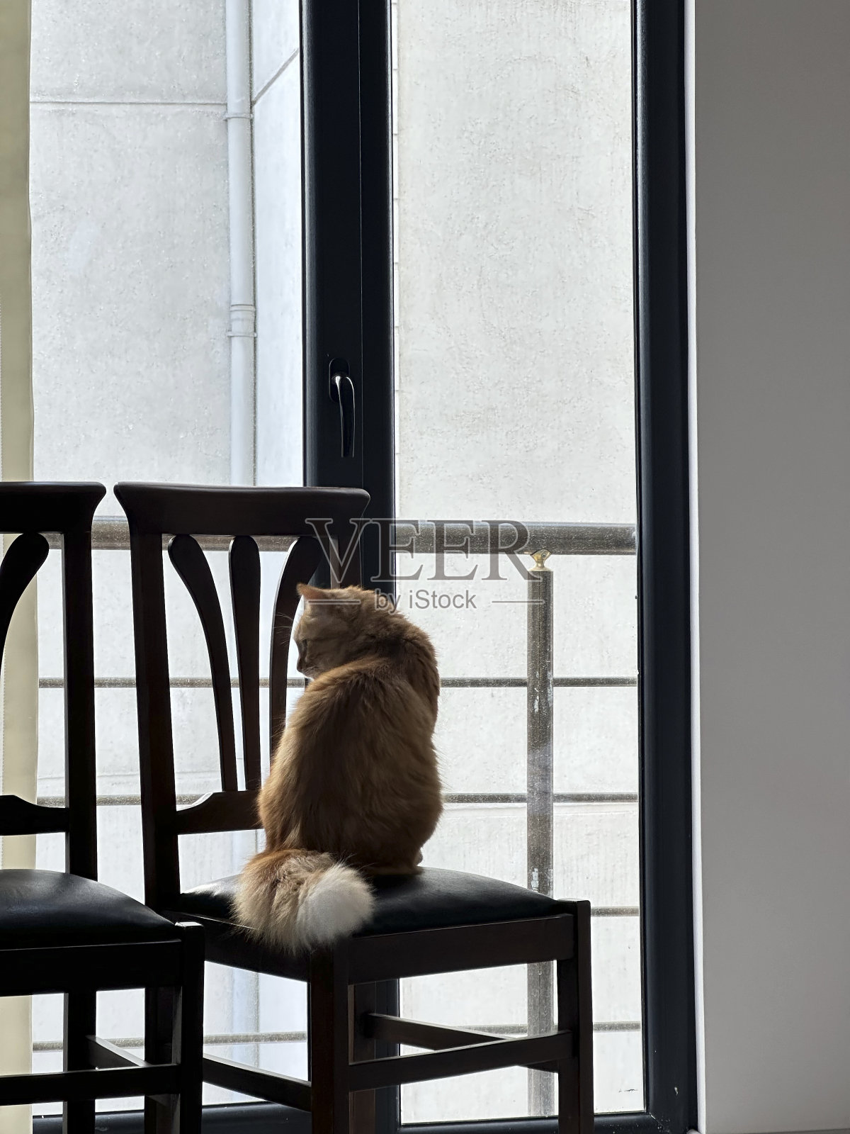 蓬松的黄色猫照片摄影图片