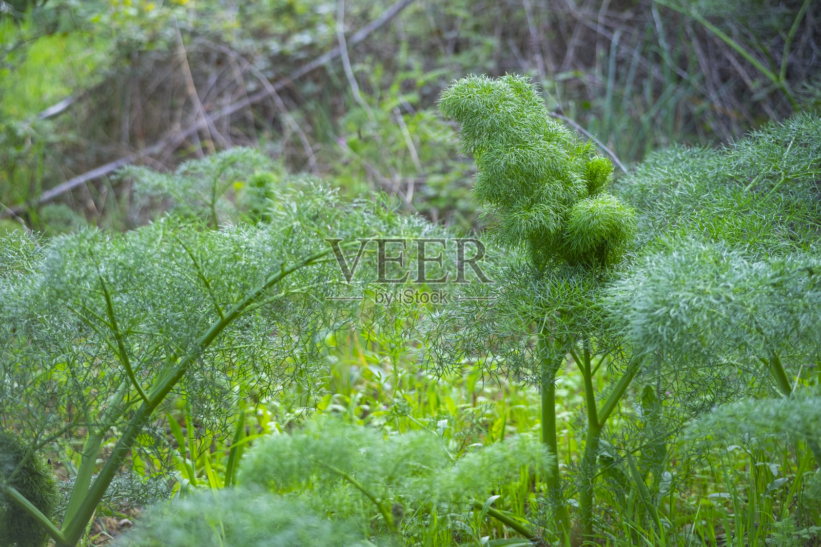 在自然背景上分离的野生新鲜茴香球茎照片摄影图片