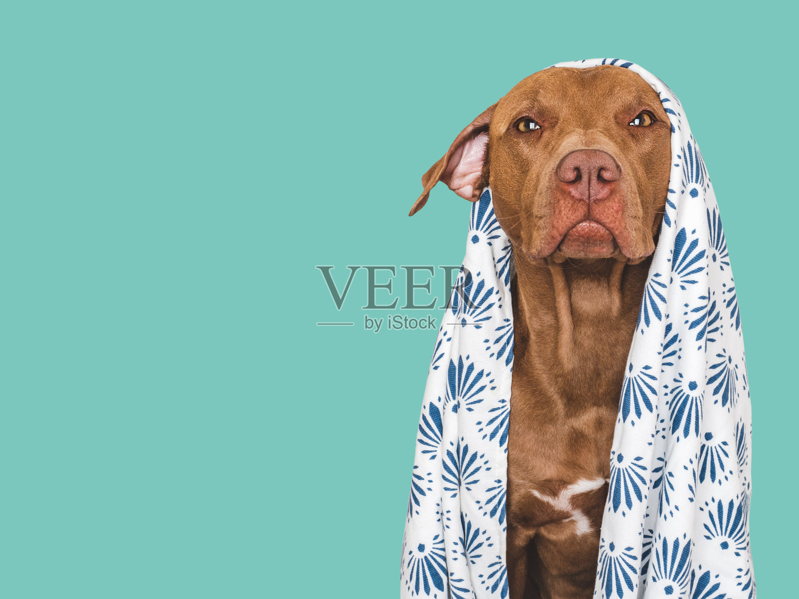 可爱的棕色狗和白色毛巾。梳理狗照片摄影图片