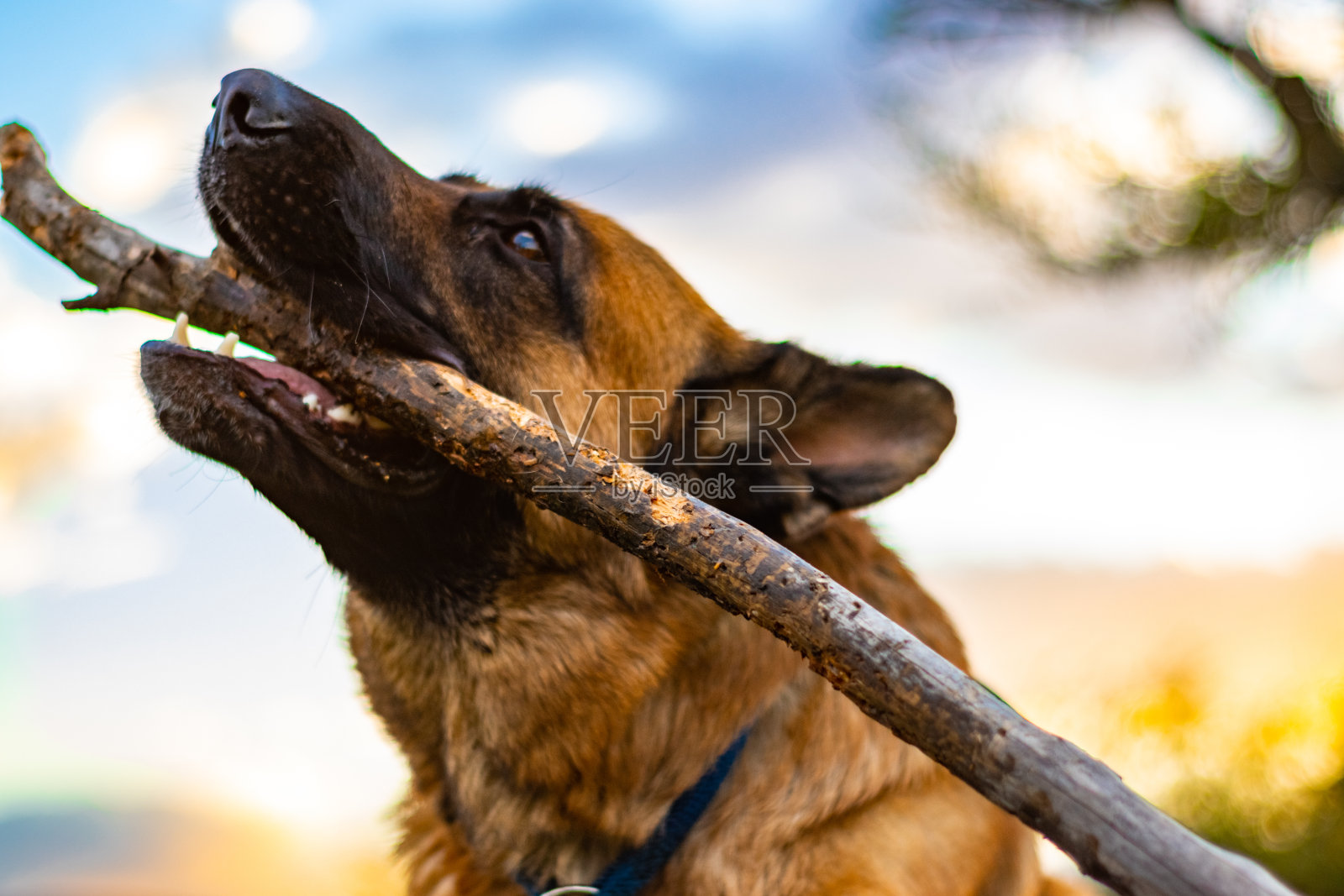 一只德国牧羊犬在街上玩棍子的画像照片摄影图片