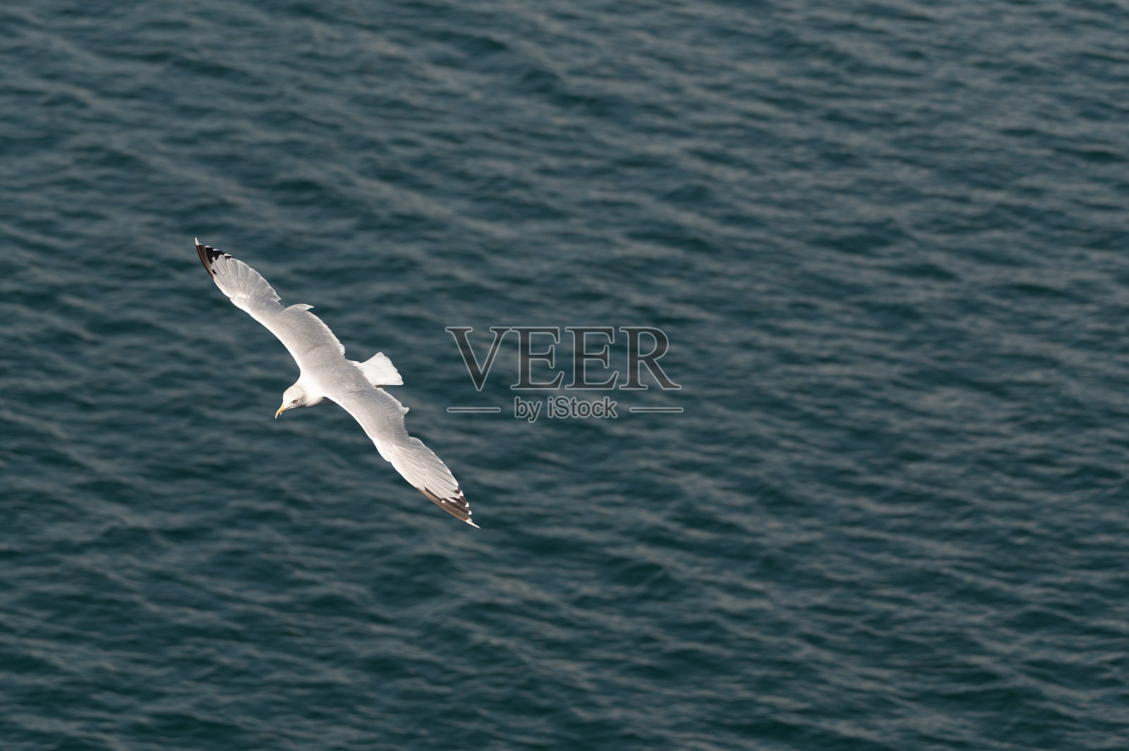 在水面上飞翔的海鸥照片摄影图片