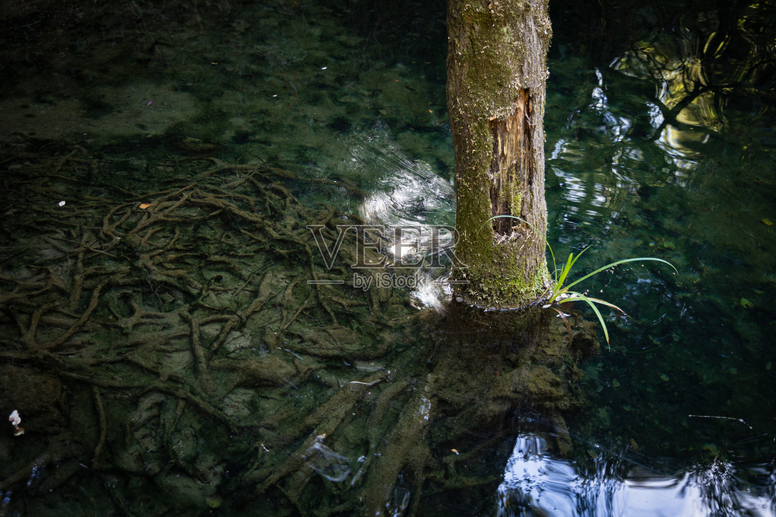 清澈的水，可以看到水下的树根照片摄影图片