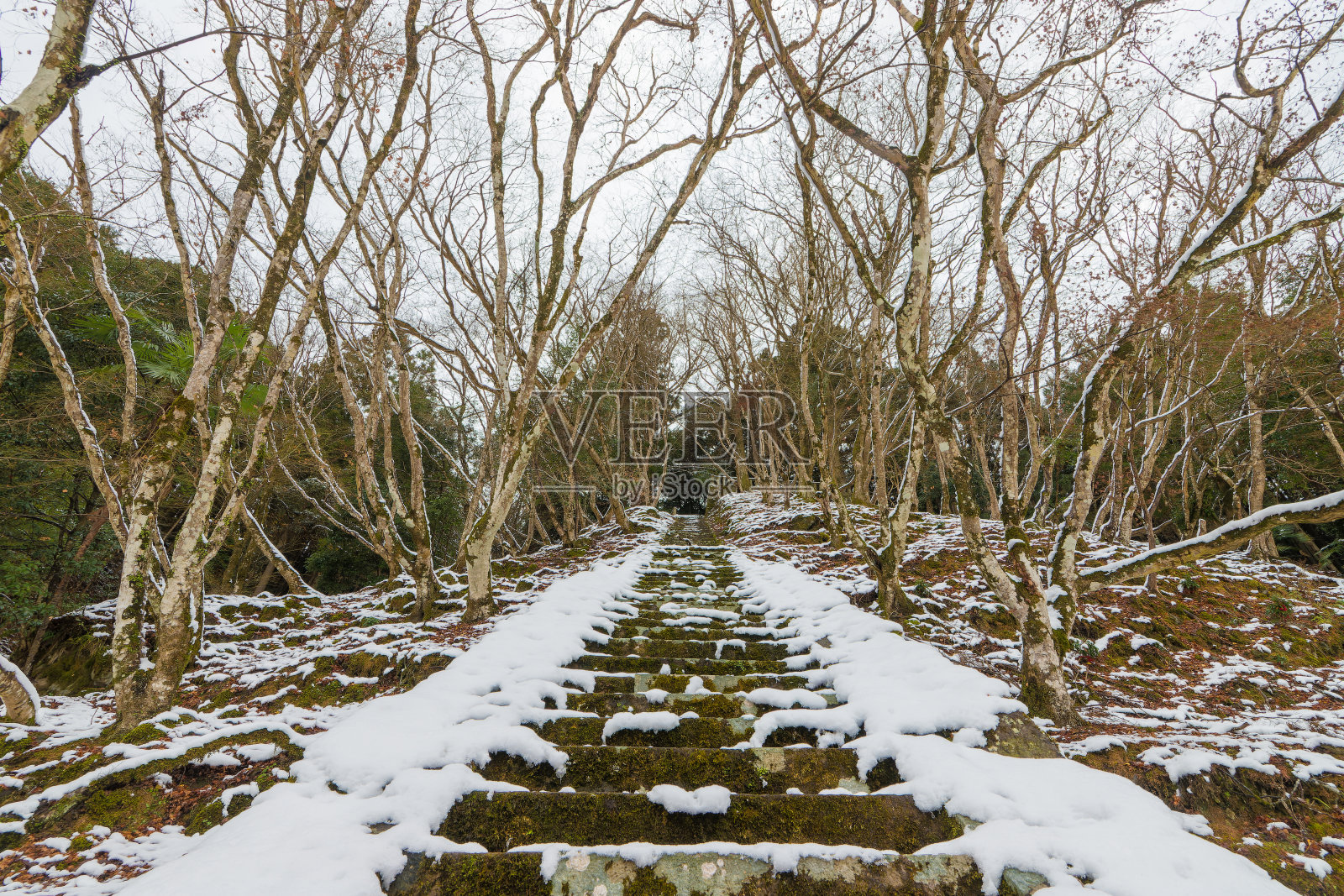 日本大分县中津市八凯的雪景照片摄影图片