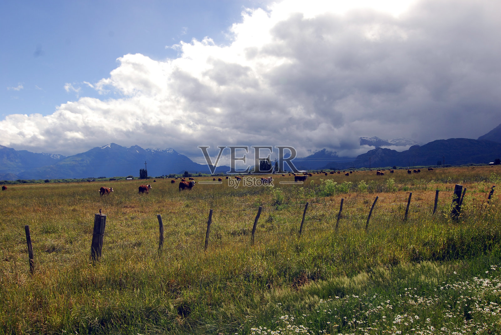 阿根廷的牛和畜牧业照片摄影图片