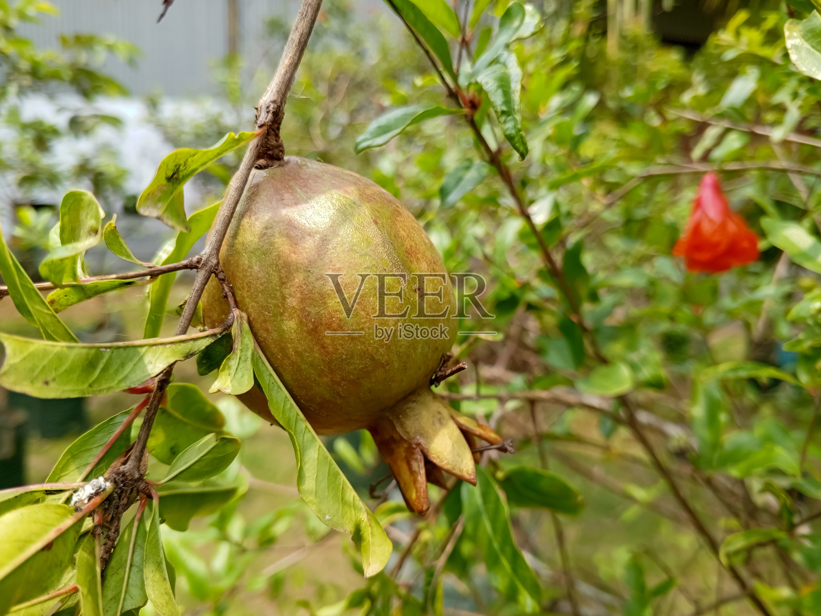 近距离观察树上的红色delima果实照片摄影图片