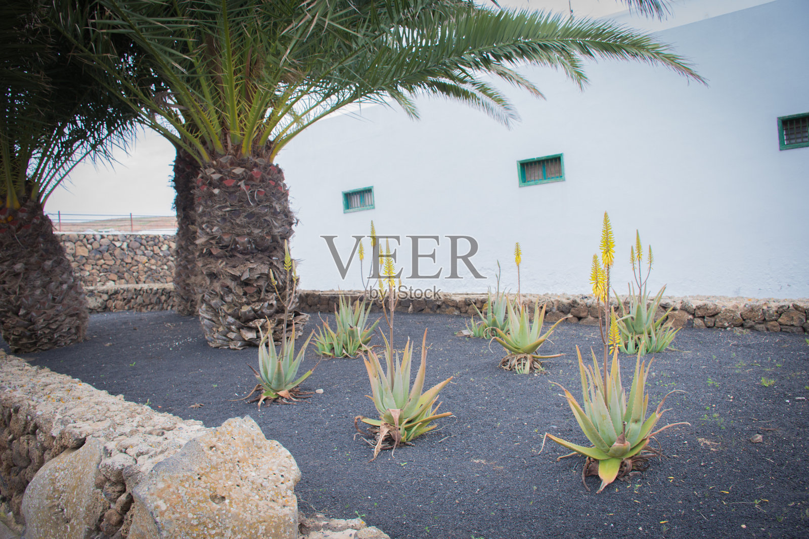 圣克鲁斯特内里费植物园照片摄影图片