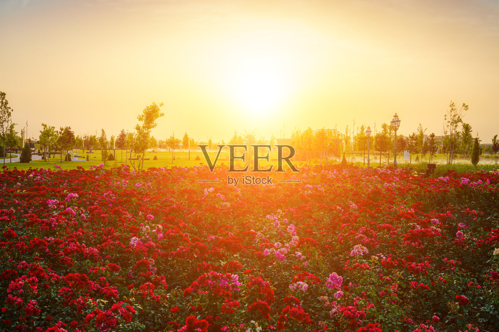 初夏或早春的城市公园，前景是盛开的红玫瑰，夏季日落或日出时多云的天空。照片摄影图片