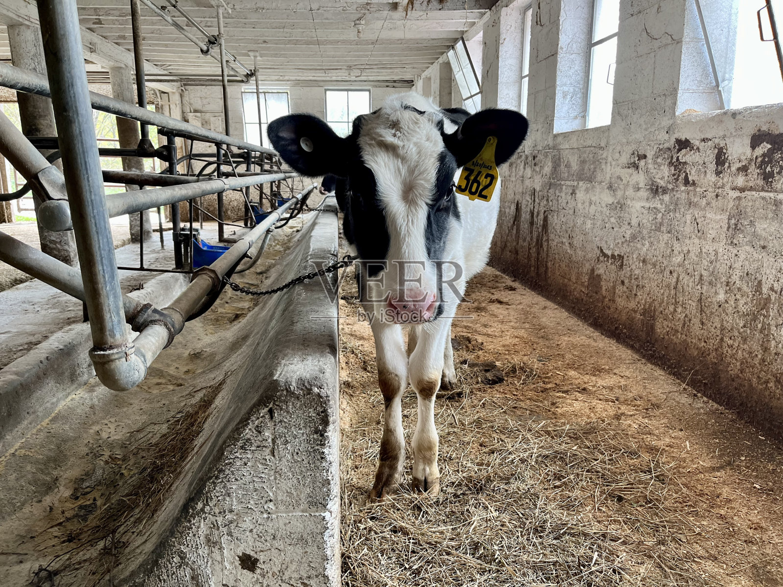 小牛照片摄影图片