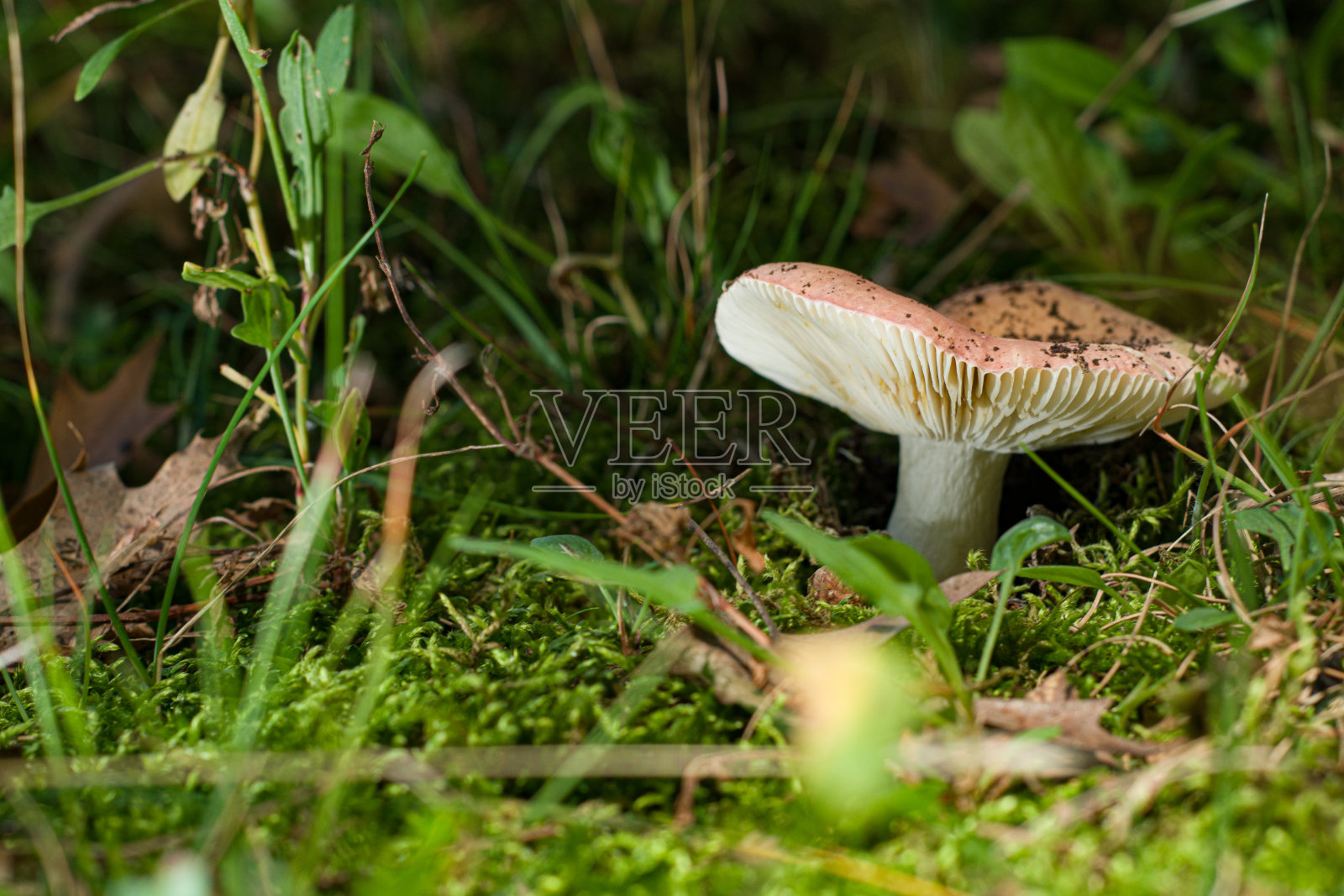 真菌生长在秋季水平季节，美国。照片摄影图片