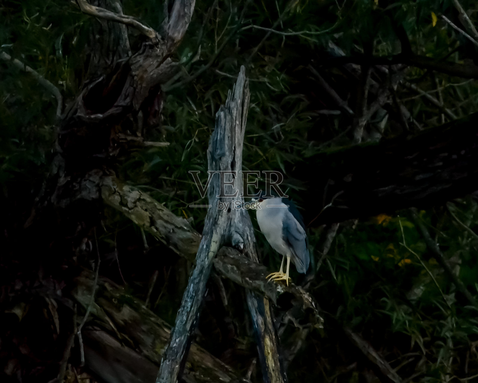 黑冠夜鹭照片摄影图片