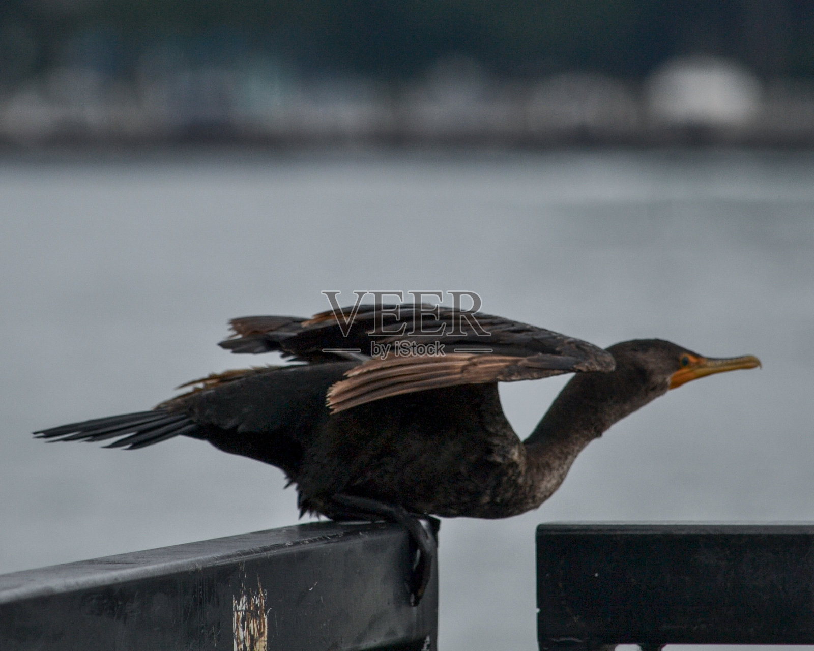 Double-crested鸬鹚照片摄影图片