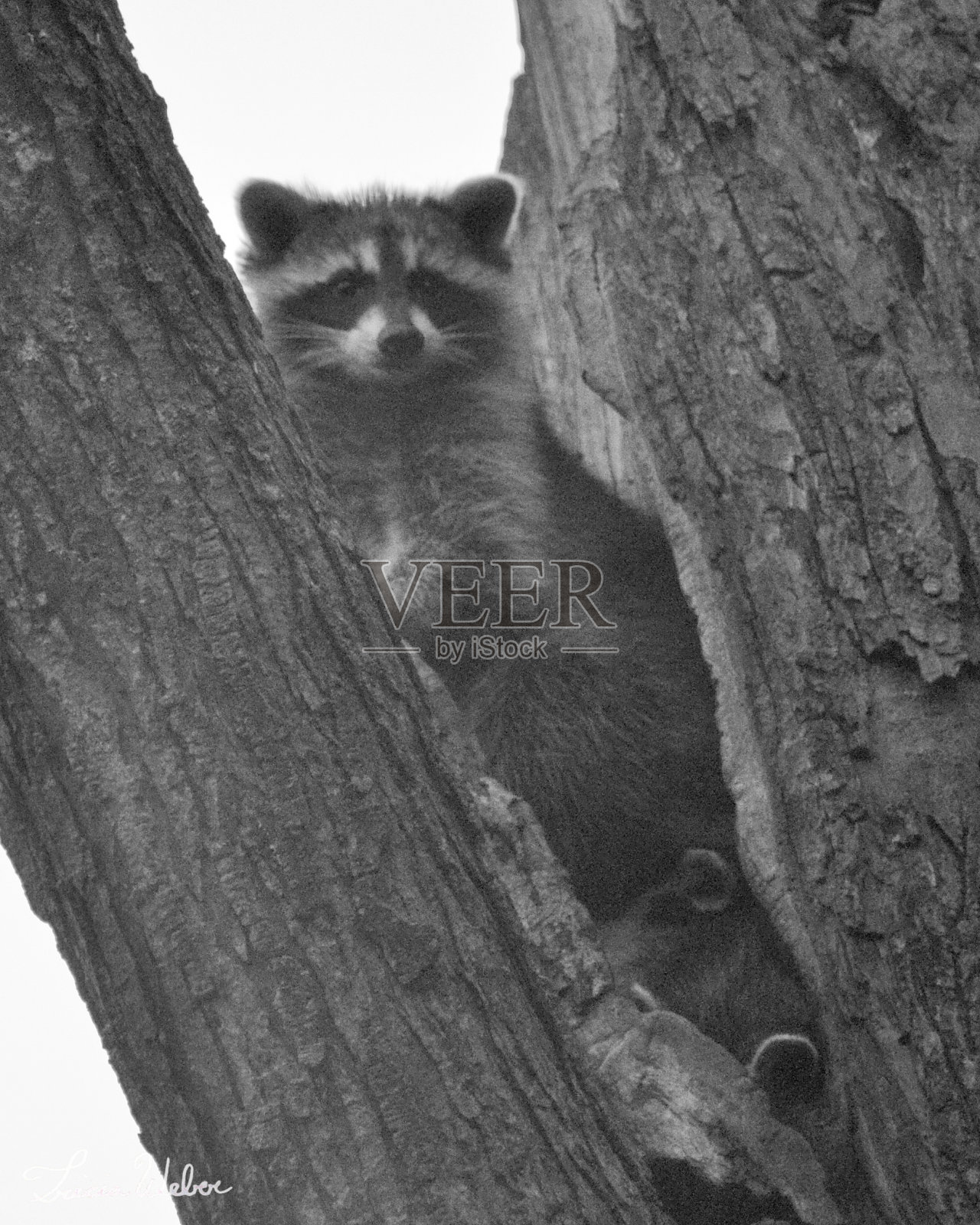 浣熊照片摄影图片