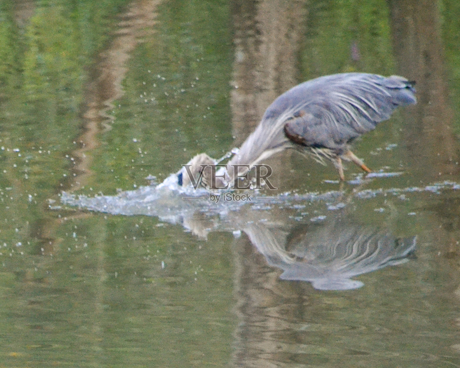大蓝鹭照片摄影图片