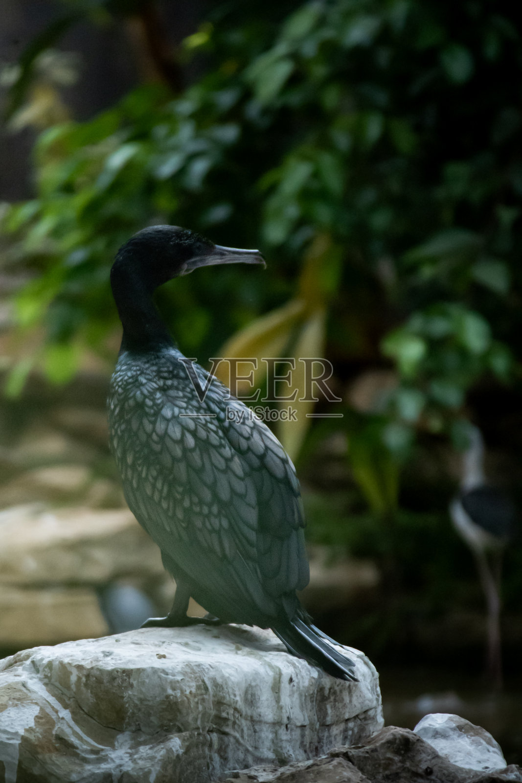 这只小黑鸬鹚(又名Phalacrocorax sulcirostris)在雅加达东部的小印尼达曼(Taman mini indonesia indah)栖息照片摄影图片