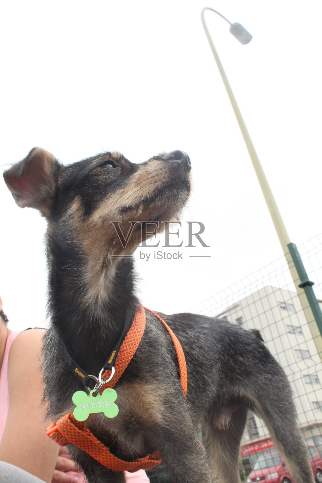 在狗狗公园玩耍照片摄影图片