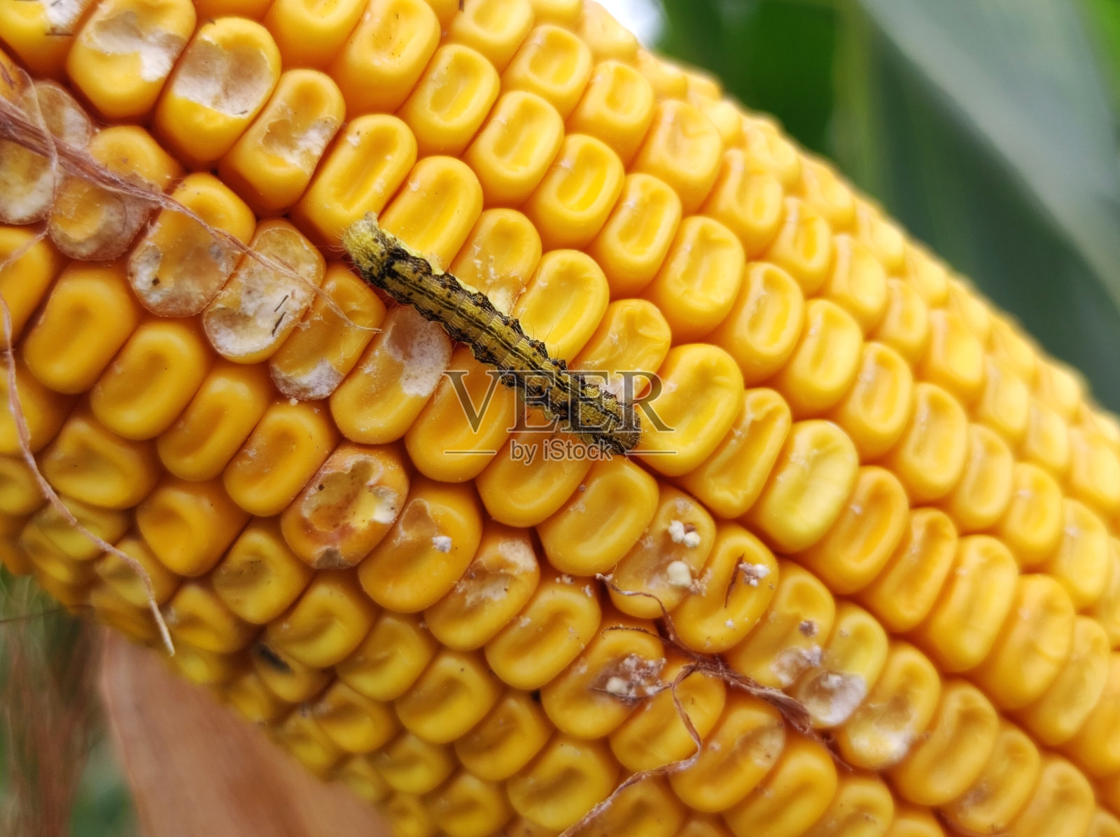 被小黄毛虫吃掉的玉米芯照片摄影图片