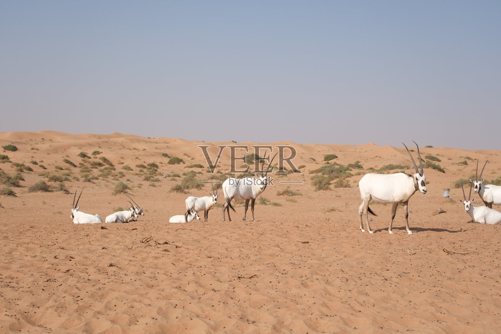 迪拜附近沙漠中的剑羚照片摄影图片