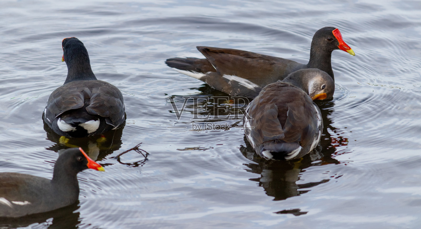 湖中优雅地游来游去的普通天鹅。每一个细节都被捕捉到，展示了这些水鸟在自然栖息地的美丽。照片摄影图片