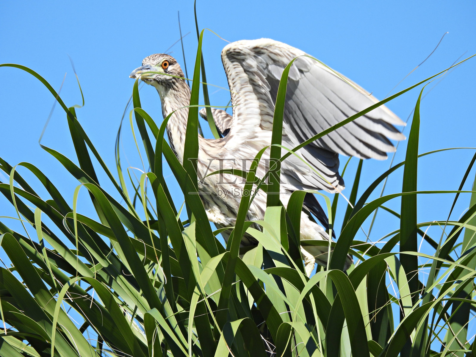 黄冠夜鹭(Nyctanassa violacea) -幼照片摄影图片