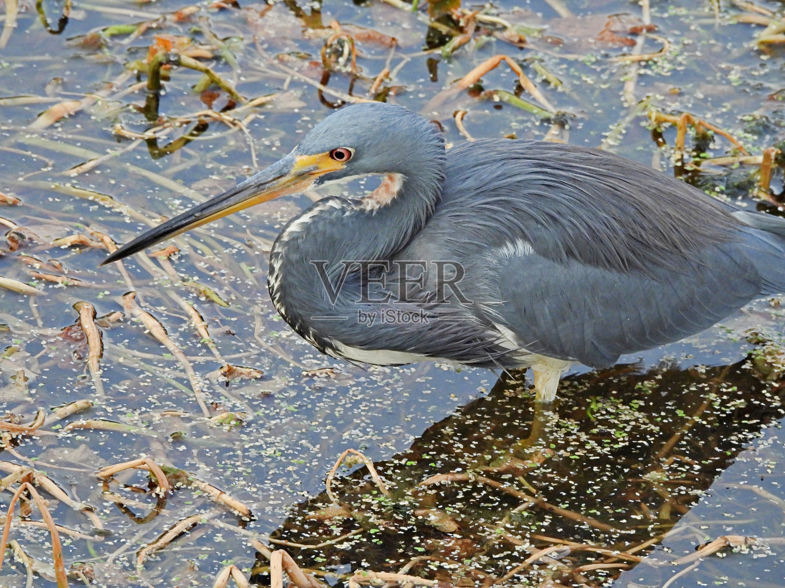 三色鹭——在湖中觅食照片摄影图片
