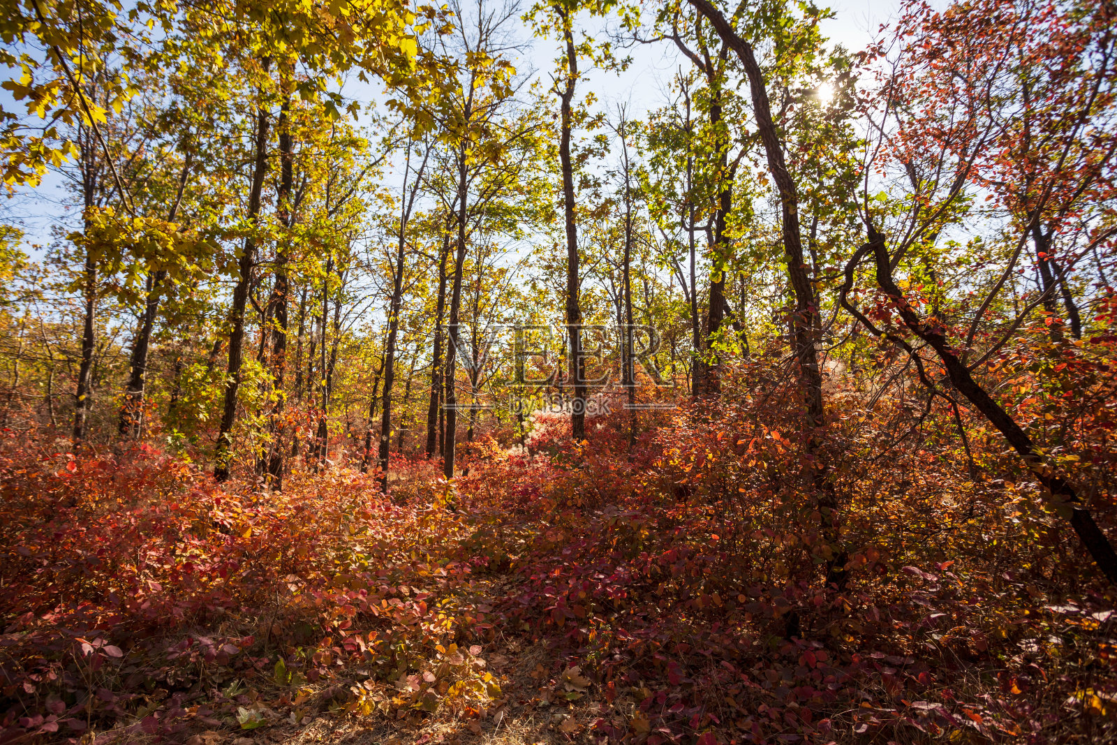九月阳光明媚的一天，秋天的森林。鲜艳的红色和黄色的秋天的颜色。有选择性的重点照片摄影图片