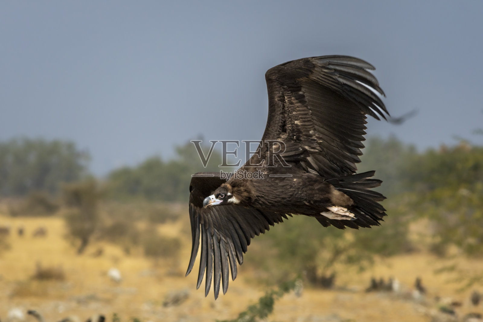 印度，亚洲，拉贾斯坦邦，比卡内尔，Jorbeer自然保护区的倾倒场，灰秃鹫，黑秃鹫，和尚秃鹫，埃及秃鹰在飞行或全翼展飞行的特写照片摄影图片