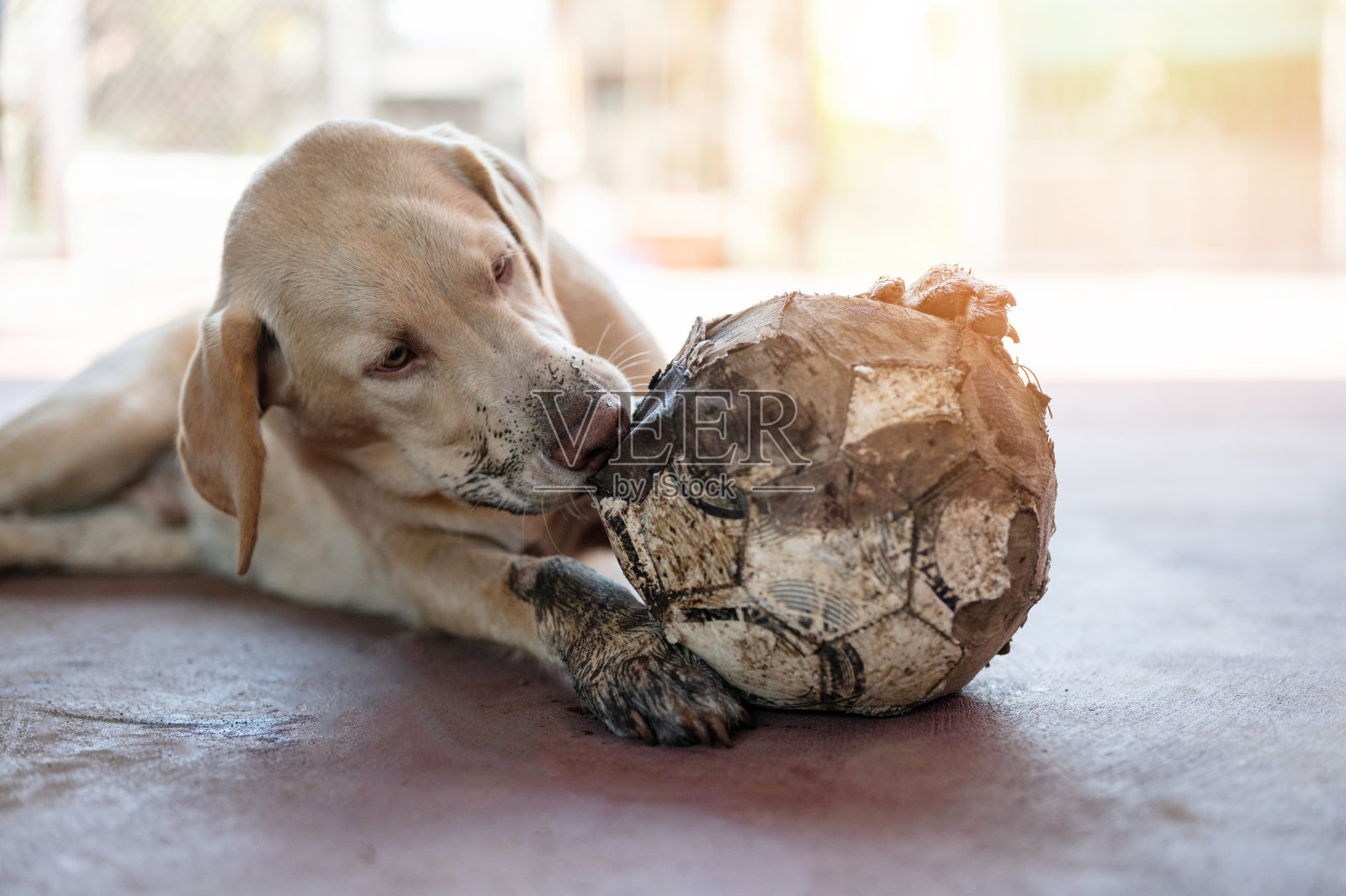 有趣的狗玩球照片摄影图片